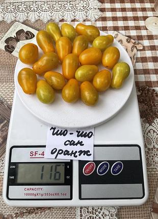 Насіння томату чио-чио-сан оранжевий 15шт, колекційні насіння помідорів , семена томатов