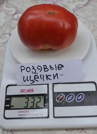 Насіння томату розовые щечки 15шт, колекційні насіння помідорів , семена томатов