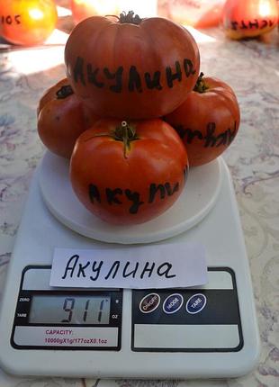 Насіння томату акулина 15шт, колекційні насіння помідорів , семена томатов
