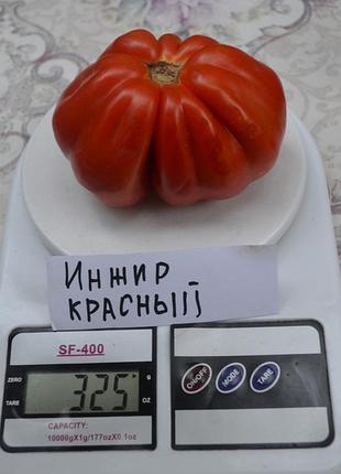 Насіння томату инжир красный 15шт, колекційні насіння помідорів , семена томатов
