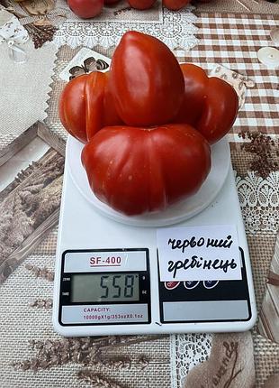 Насіння томату червоний гребінець 15шт, колекційні насіння помідорів , семена томатов