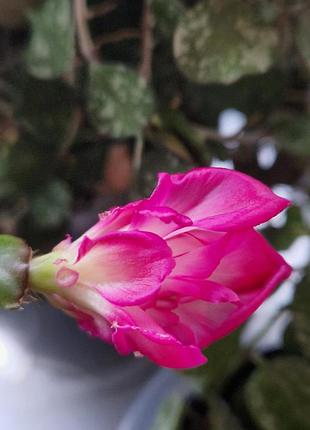 Шлюмбергера thor wild cactus pink розовая кудрявая свежесрез 2-3 сегмента без корней, рождественник