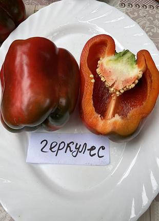 Насіння перцю геркулес f2, колекційне насіння перцю , семена перца