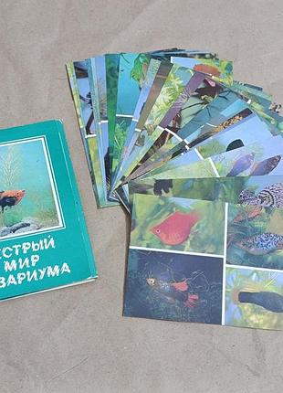 Набор открыток пестрый мир аквариума ссср 1989 год полный 22 штуки