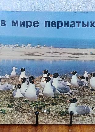 В мире пернатых. орнитологические заповедники юга украины фотоальбом 1984