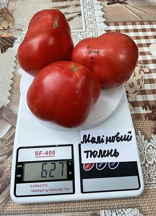 Насіння томату маліновий тюлень 15шт, колекційні насіння помідорів , семена томатов