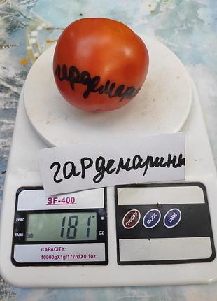 Насіння томату гардемарини 15шт, колекційні насіння помідорів , семена томатов
