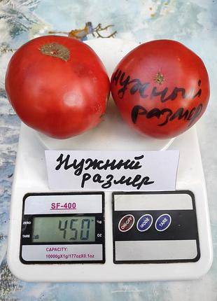 Насіння томату нужный размер 15шт, колекційні насіння помідорів , семена томатов