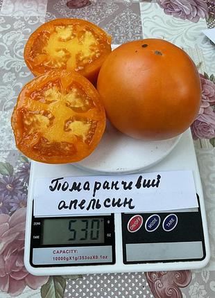Насіння томату помаранчевий апельсин 15шт, колекційні насіння помідорів , семена томатов