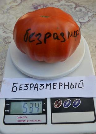 Насіння томату безразмерный 15шт, колекційні насіння помідорів , семена томатов