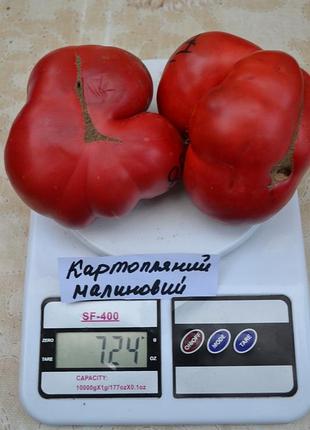 Насіння томату картопляний малиновий 15шт, колекційні насіння помідорів , семена томатов