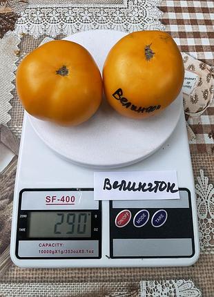 Насіння томату веллінгтон 15шт, , колекційні насіння помідорів , семена томатов