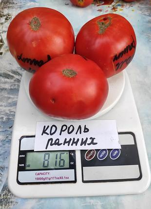 Насіння томату король раніх 15шт, колекційні насіння помідорів , семена томатов