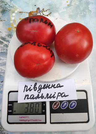Насіння томату південна пальмір 15шт, колекційні насіння помідорів , семена томатов