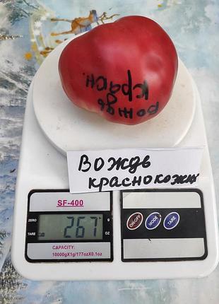 Насіння томату вождь краснокожый 15шт, колекційні насіння помідорів , семена томатов