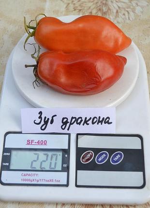 Насіння томату зуб дракона 15шт, колекційні насіння помідорів , семена томатов
