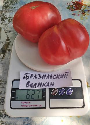 Насіння томату бразильский великан 15шт, колекційні насіння помідорів , семена томатов