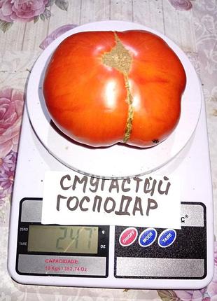 Насіння томату смугастий господар 15шт, колекційні насіння помідорів , семена томатов