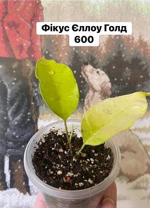 Ficus фікус єллоу голд буклє сафарі ,блек даймонд ,віанді варієгатний , мікрофіла, наталі варієгатна ,дварф грін,
