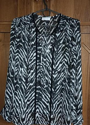 Блуза зебра