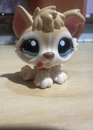 Lps #2144 хаскі з язичком (littlest pet shop)