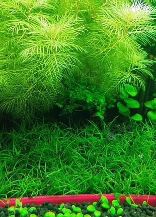 Ситняг элеохарис парвула/карликовый/крошечный (eleocharis parvula)