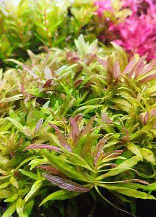 Лимнофила ароматика мини, limnophila aromatica mini