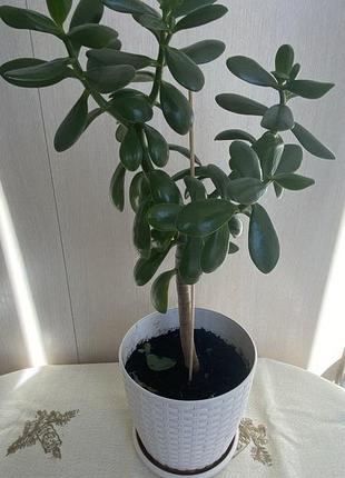 Продам красавицы (толстянки) от 50 грн