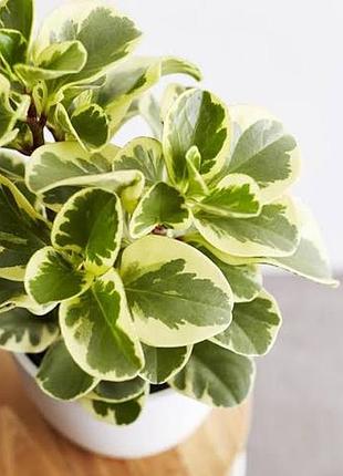 Пеперомія obtusifolia варієгатна