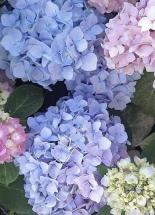 Продам красунечку гортензію хамелеон🌸