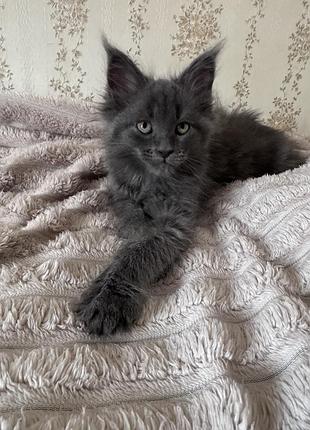 Котята мейн кун