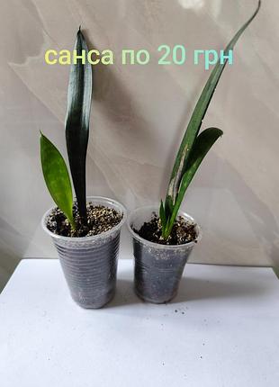 Санса, сансеверия