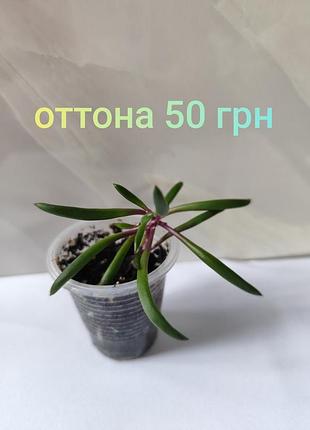 Оттона, роулі