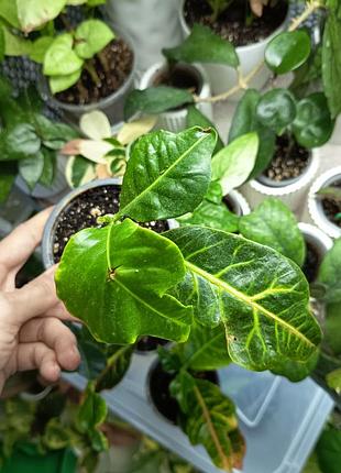 Кротон экселент croton excellent codium 2