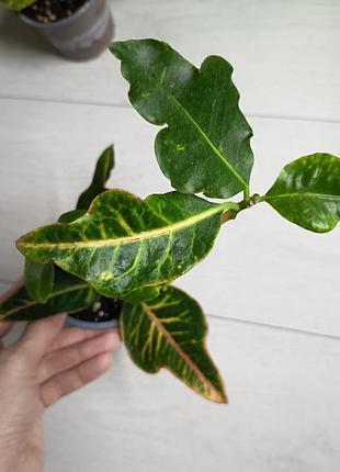 Кротон экселент croton excellent codium 3