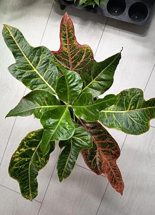 Кротон экселент croton excellent codium 4