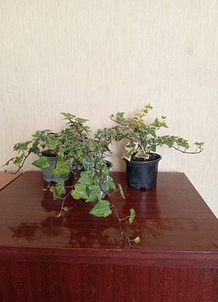 Комнатный плющ хедера