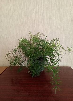 Аспарагус шпренгера 2