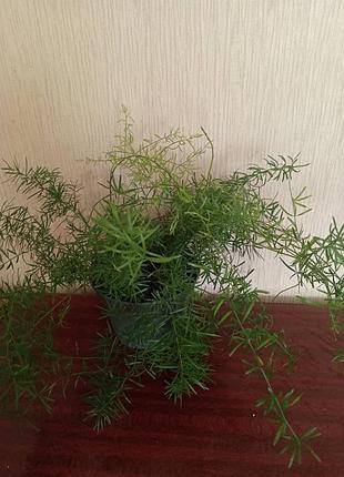 Аспарагус шпренгера