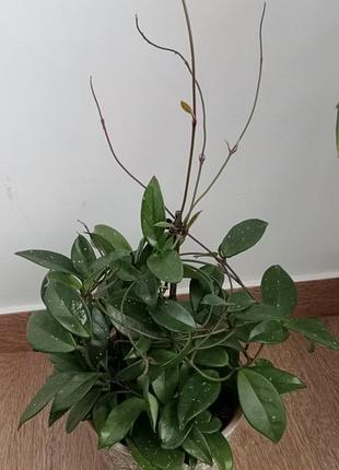 Кімнатні рослини, вазони, суккуленти