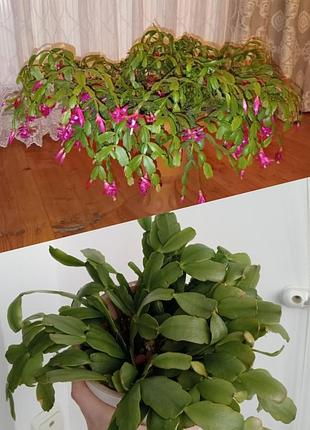Комнатные растения, вазоны, суккуленты