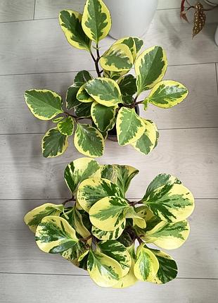 Пепперомия марбл pepperomia marble 8