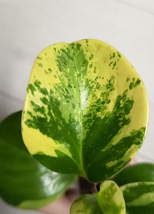 Пепперомия марбл pepperomia marble 5