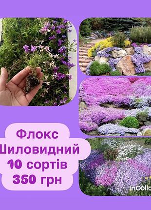 Флокс шиловидний, 4 сорти 🌺