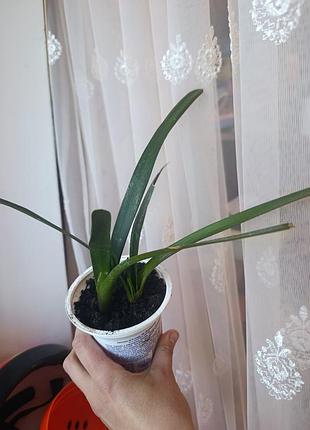 Клівія кіноварна вазон clivia 4