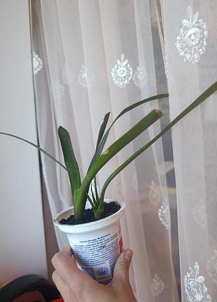 Клівія кіноварна вазон clivia 5