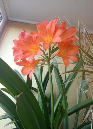 Клівія кіноварна вазон clivia 3