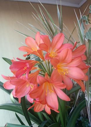 Клівія кіноварна вазон clivia 2