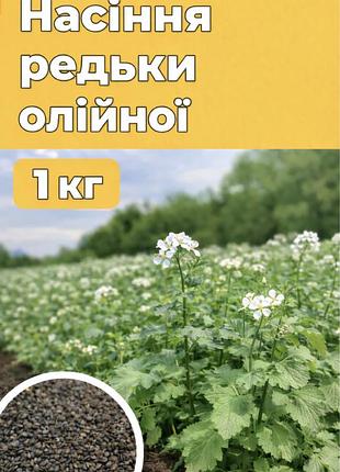 Редька олійна 1 кг — насіння сидерату для покращення ґрунту