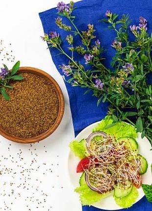 Насіння люцерни, люцерна для пророщування